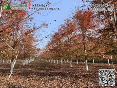 美國紅楓 美國紅楓