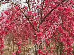 垂枝碧桃 垂枝碧桃