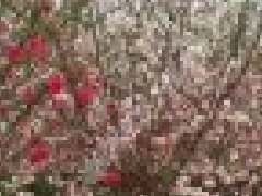 撒金碧桃 撒金碧桃