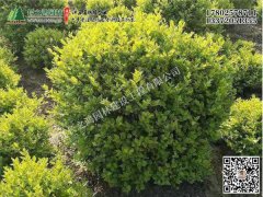 金葉女貞球 金葉女貞球