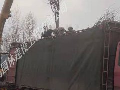 美人梅發貨重慶江北機場裝車現場
