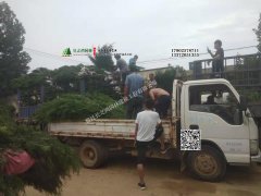 側柏發貨云南洱源裝車現場