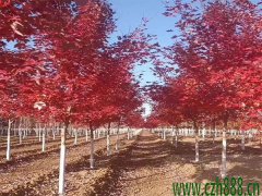 美國紅楓