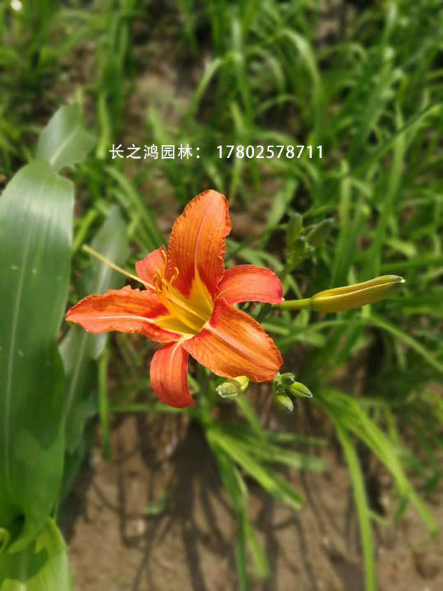 大花萱草的播種方法都有哪些?