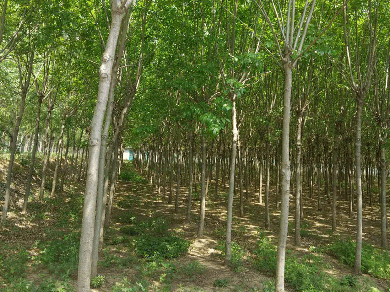 白蠟盆景養殖方法 白蠟盆景養護方法