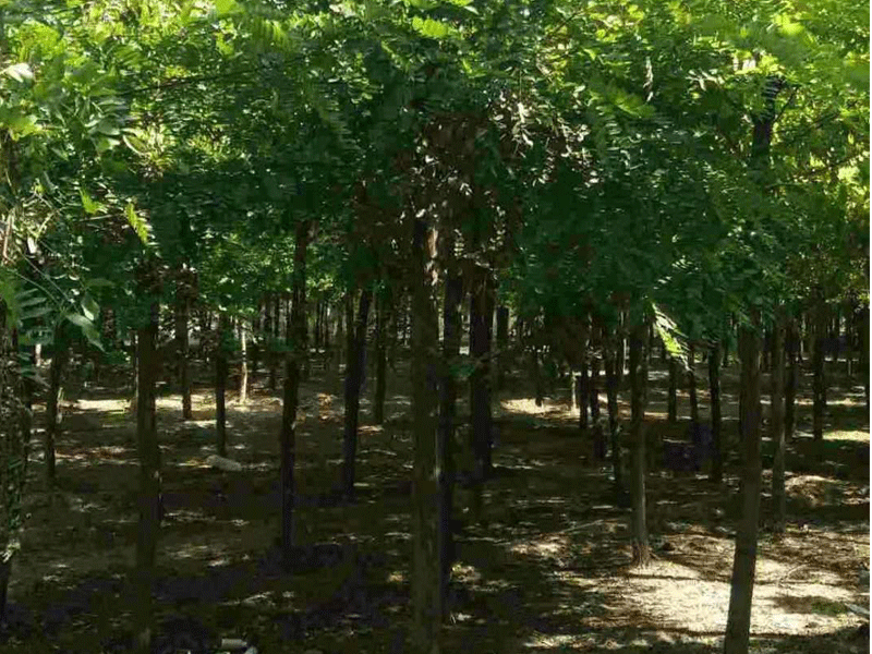 刺槐樹如何培育?刺槐樹田間管理