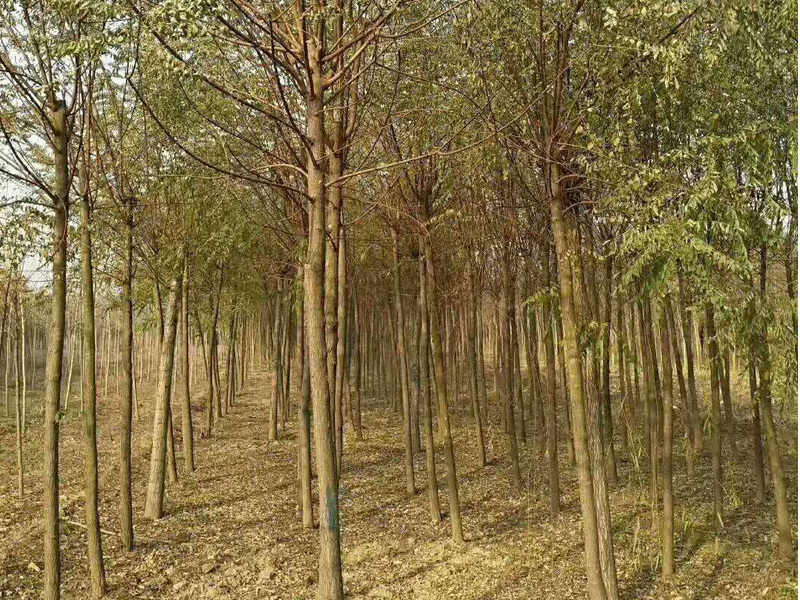 刺槐樹如何培育?刺槐樹田間管理