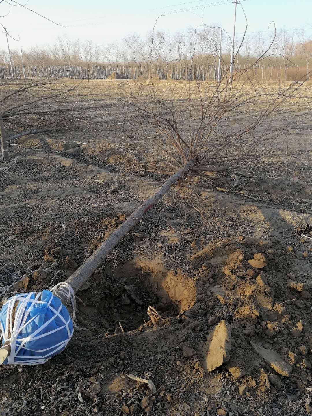 刺槐樹如何培育?刺槐樹田間管理