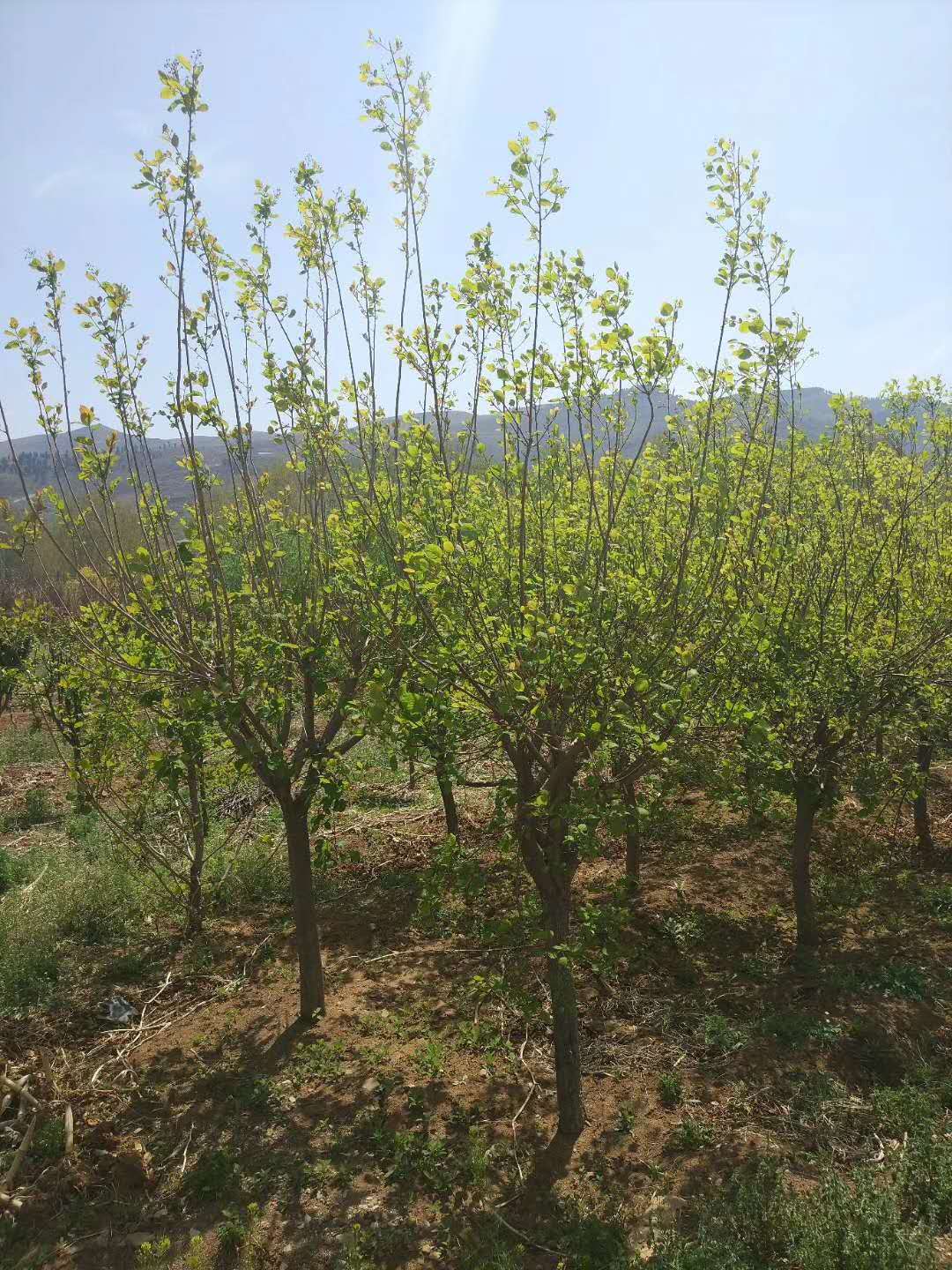 黃櫨樹(shù)有哪些特點(diǎn)？我們一起來(lái)看看