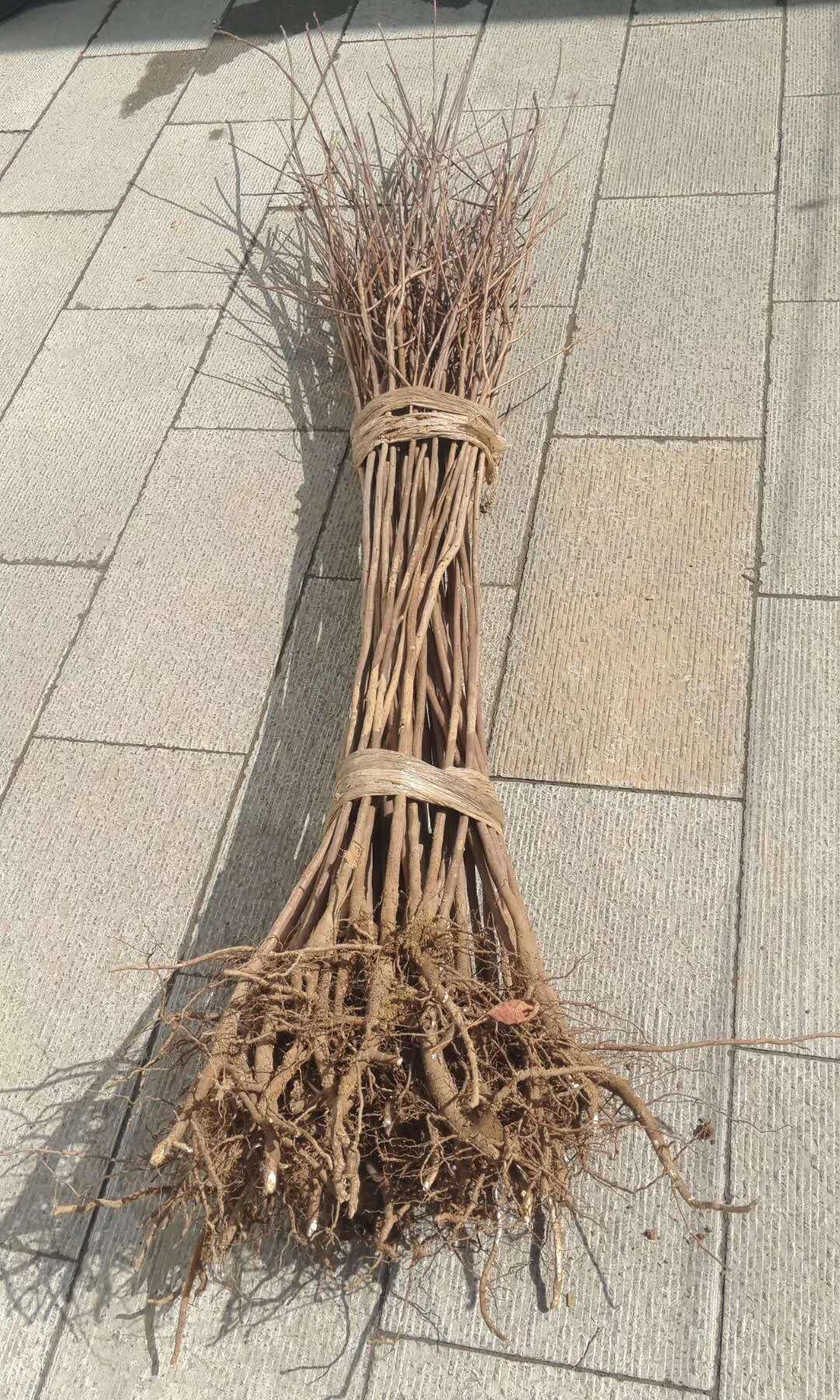 黃櫨樹(shù)有哪些特點(diǎn)？我們一起來(lái)看看