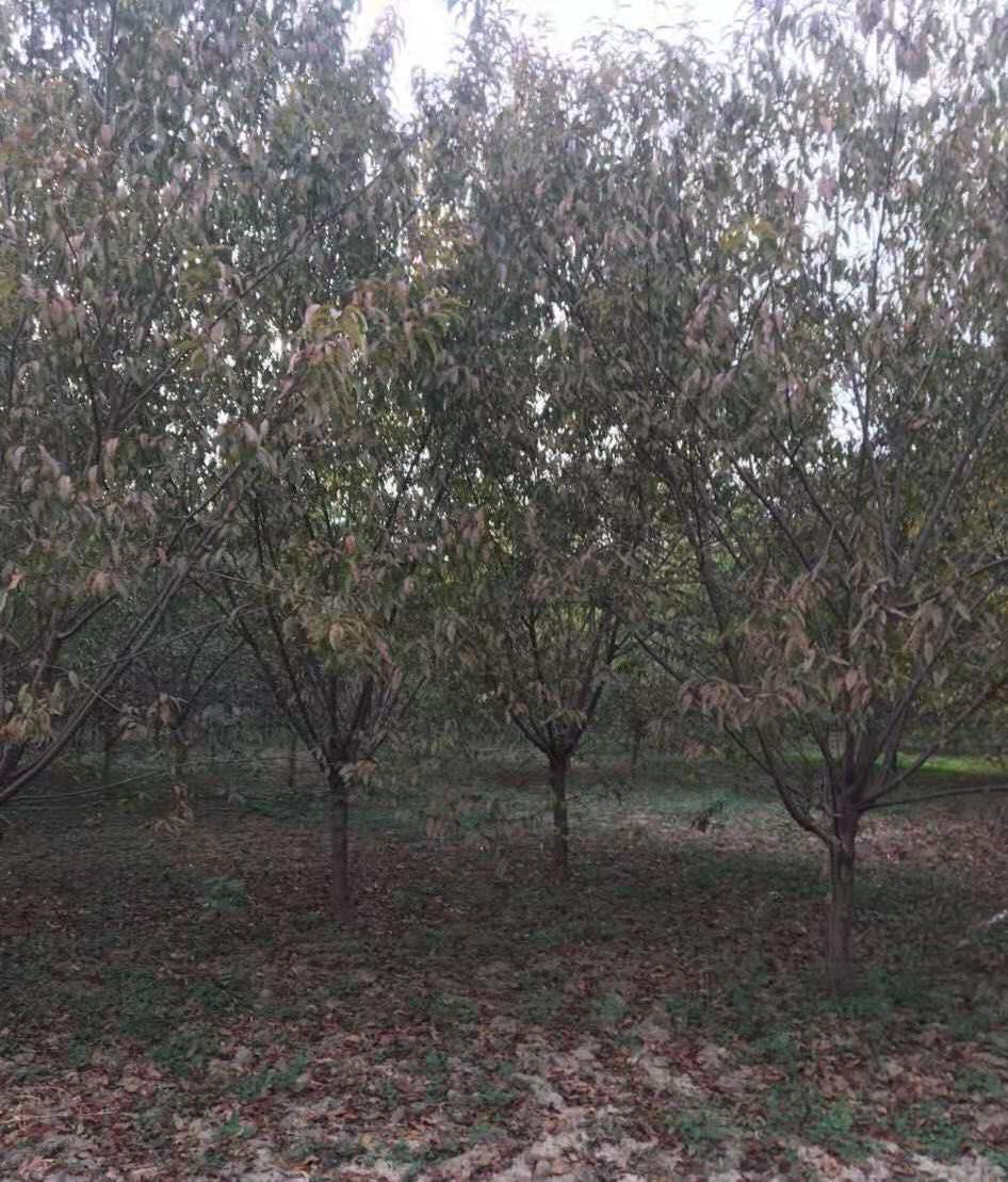 紅葉碧桃種植方法有哪些?