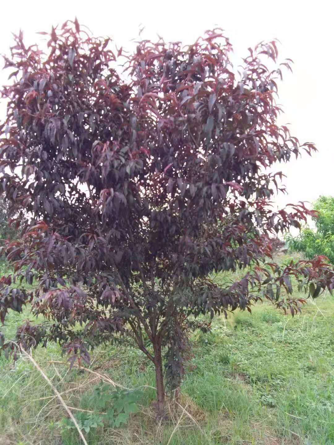紅葉碧桃種植方法有哪些?