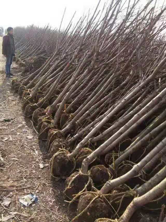 紅葉碧桃種植方法有哪些?