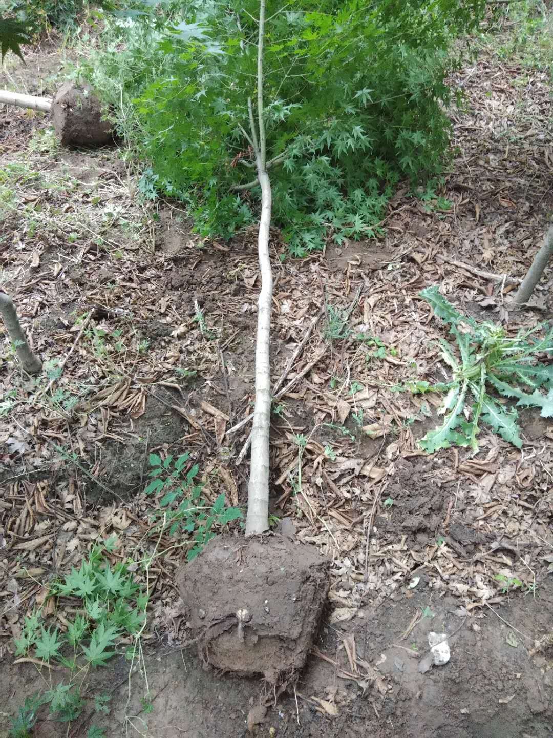 雞爪槭樹怎么養？看看雞爪槭樹的種植方法