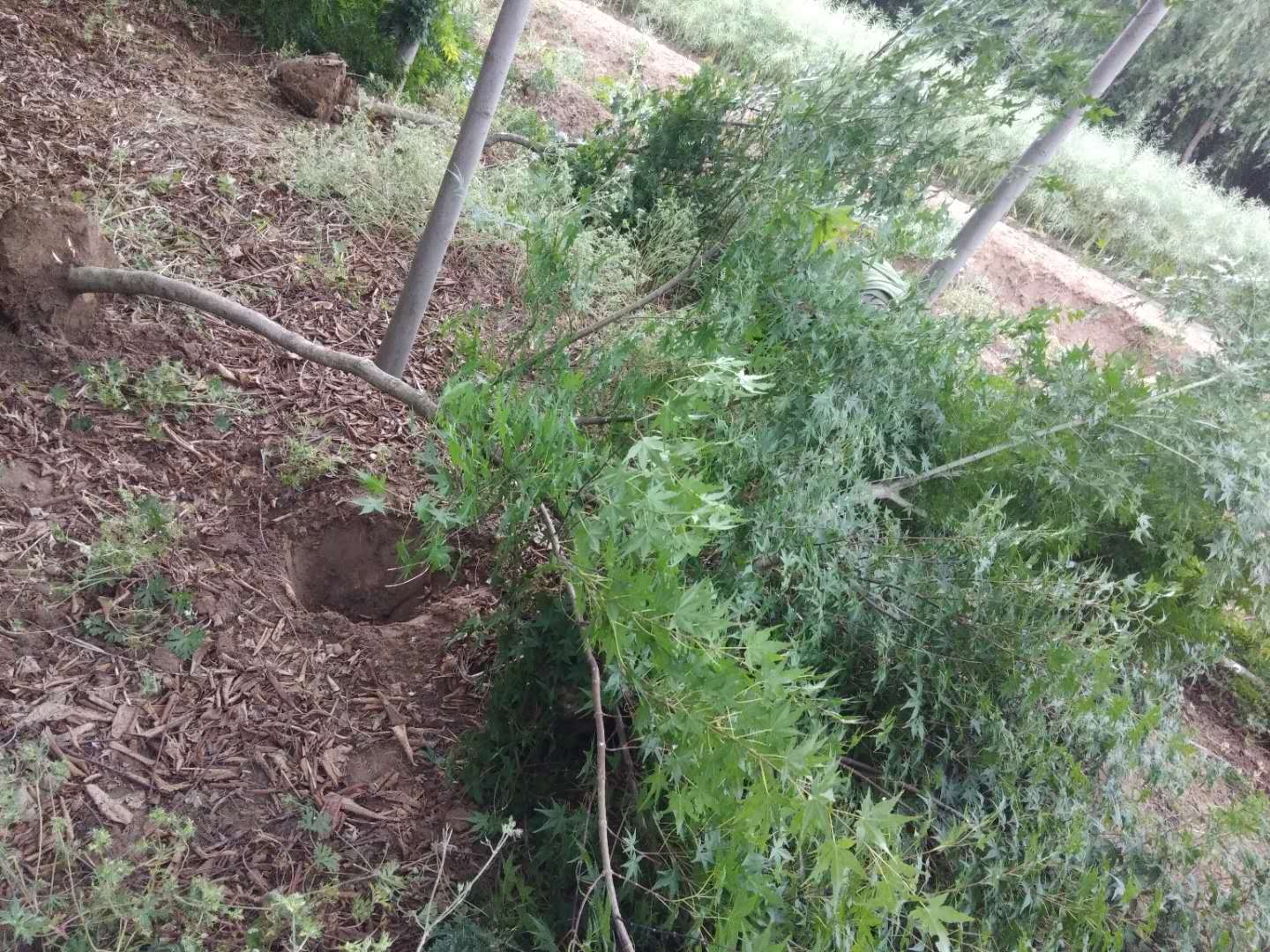雞爪槭養護方法要注意哪些?