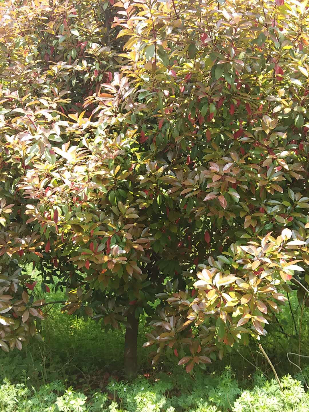 歐石楠好不好養?歐石楠的種植有哪些要求