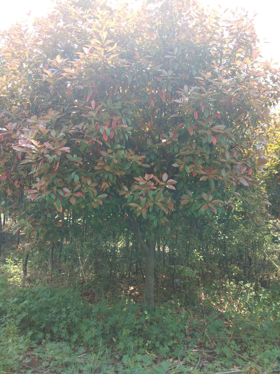 歐石楠好不好養?歐石楠的種植有哪些要求