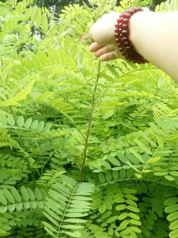 紫穗槐種子種植方法有哪些？