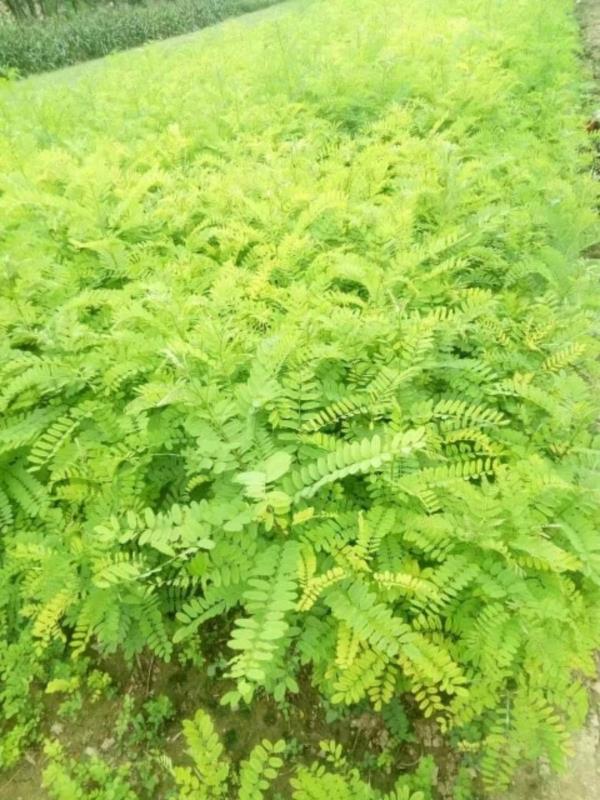 紫穗槐種子種植方法有哪些？