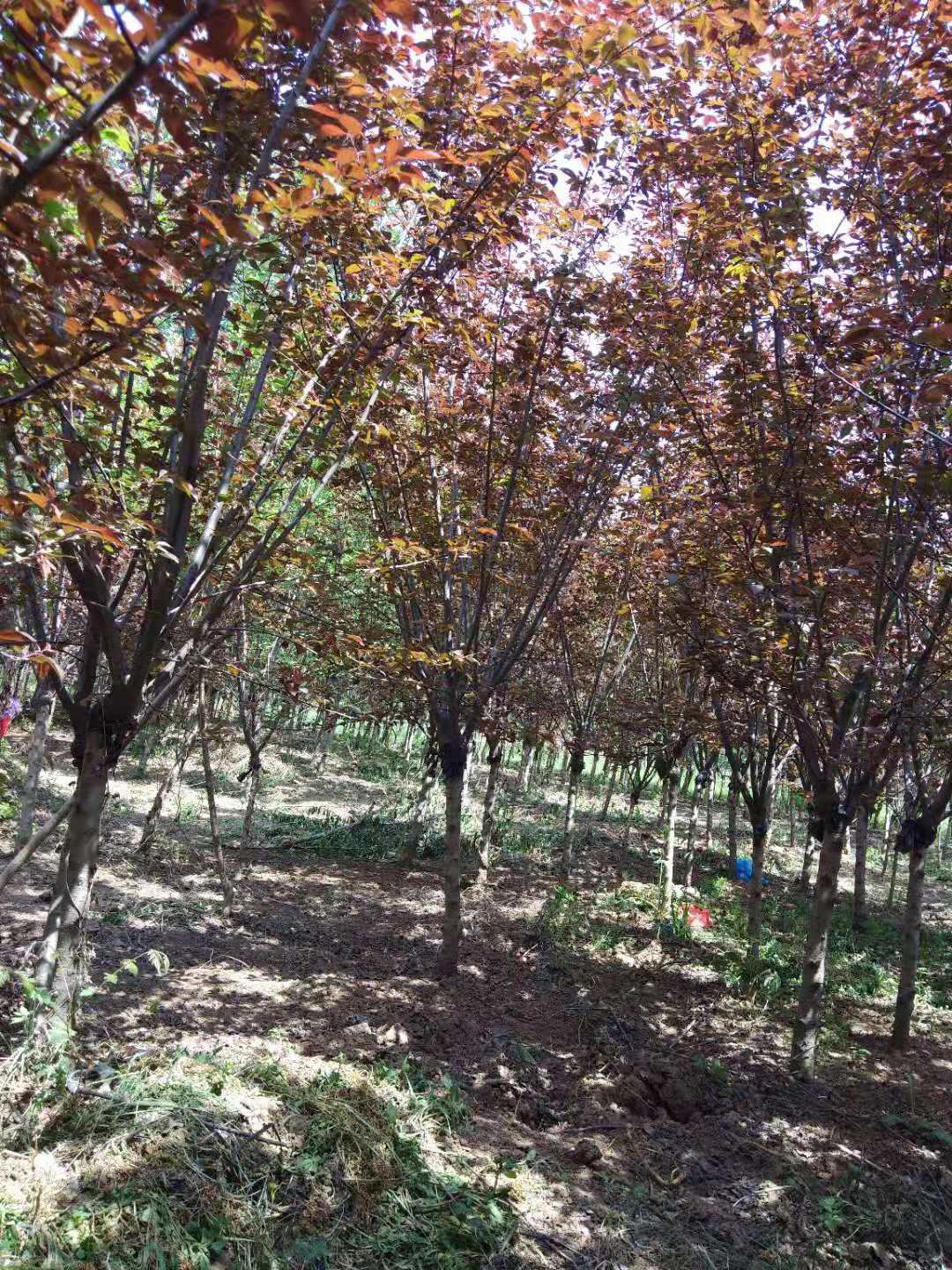 榆葉梅什么時候開花?榆葉梅的種植要注意哪些細節