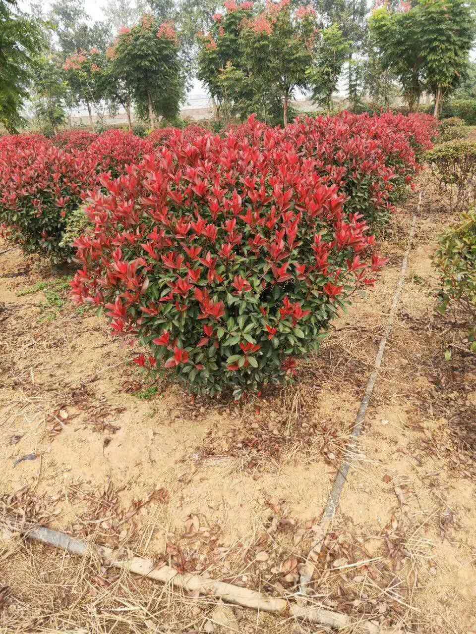 紅葉石楠球如何種植？有哪些好的養護方法