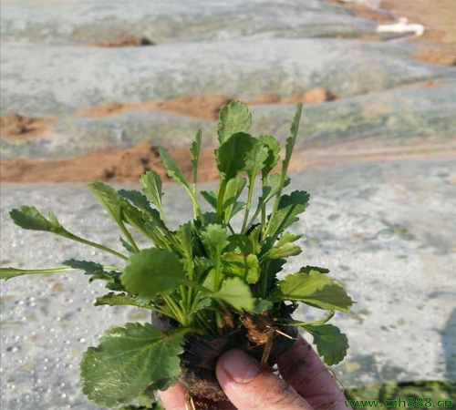 白晶菊怎么養殖?白晶菊種植方法和時間有哪些要求