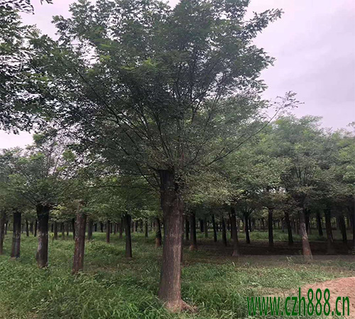 國槐什么時候種植比較好？