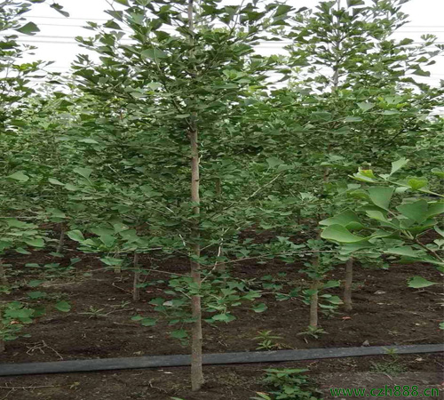 銀杏樹種子如何發(fā)芽？