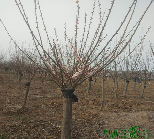紅梅的花期和四季如何養(yǎng)護