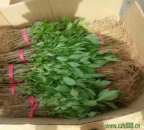 黃刺玫是什么植物？ 黃刺玫的養護妙招