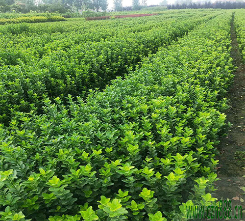 大葉黃楊的栽培方法 種植大葉黃楊的竅門(mén)