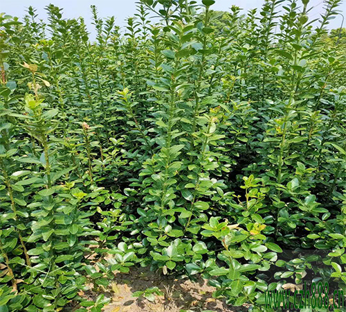 大葉黃楊的栽培方法 種植大葉黃楊的竅門(mén)