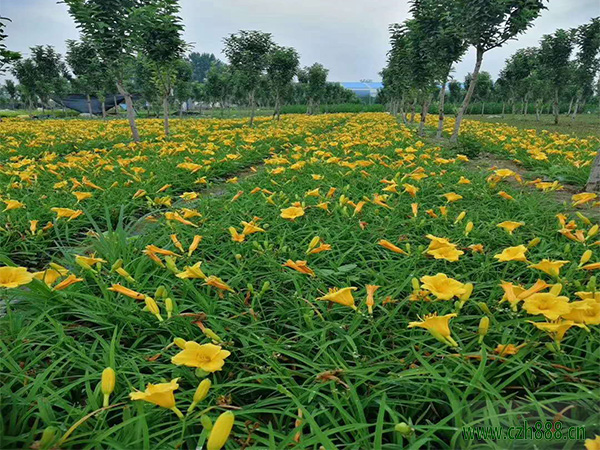 萱草如何養殖?金娃娃萱草的種植方法介紹