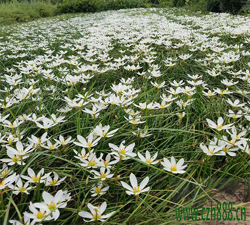 蔥蘭花的養(yǎng)殖方法有哪些?蔥蘭養(yǎng)護(hù)技巧介紹