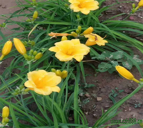 金娃娃萱草的花語(yǔ)有哪些寓意