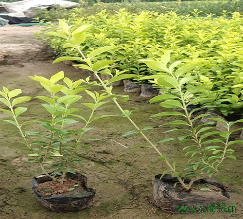 金葉女貞的用途和特點 金葉女貞的園林用主要在哪里?