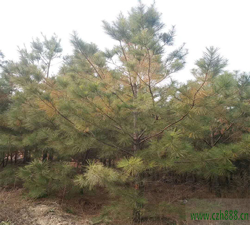 馬尾松幼苗種植方法 馬尾松栽培技術(shù)