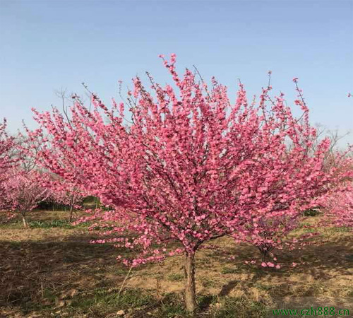 紅葉石楠樹怎么培育? 紅葉石楠的培育方法