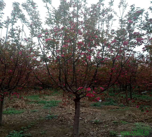 紅寶石海棠什么時候換盆? 紅寶石海棠換盆技巧