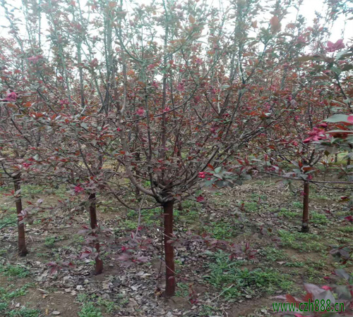紅寶石海棠什么時候換盆? 紅寶石海棠換盆技巧