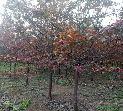 紅寶石海棠種植方法 紅寶石海棠的養護竅門
