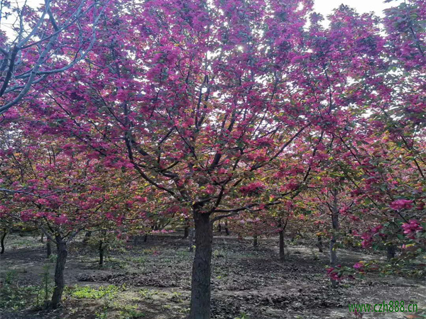 紅寶石海棠種植方法 紅寶石海棠的養護竅門