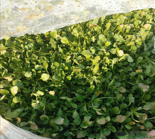 白晶菊的養殖方法 白晶菊種子的種植方法