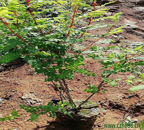 黃刺玫屬于什么科的植物？ 黃刺玫有哪些特點？