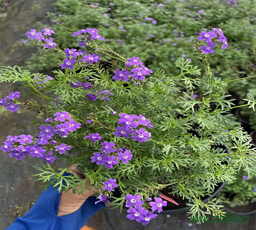 美女櫻種子種植方法 美女櫻種子栽培技術