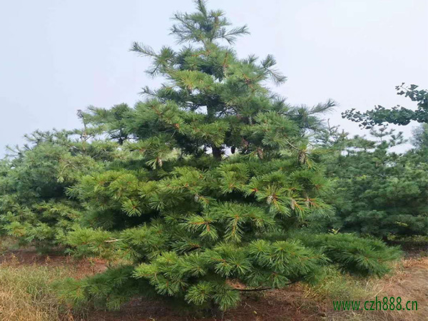 華山松的日常養護 華山松的病蟲害防治