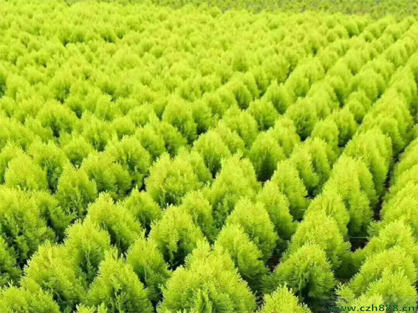 灑金柏的特點有哪些? 灑金柏的價值
