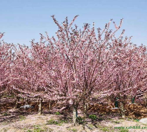 榆葉梅一年中什么時候開花?