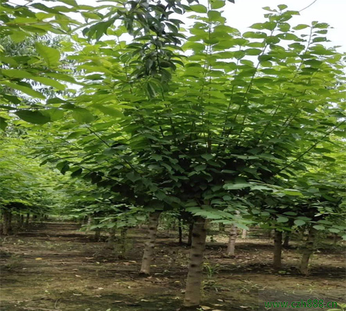 榆葉梅的品種都有哪些？