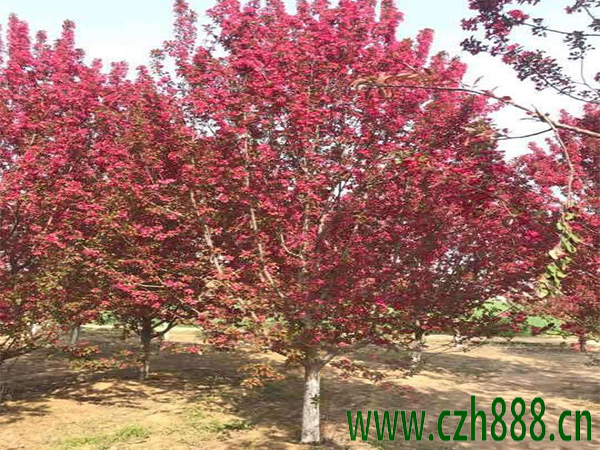 北美海棠種植方法有哪些？北美海棠如何栽培和養(yǎng)護管理